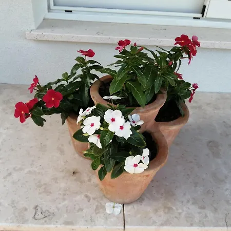 Apartment Belici
