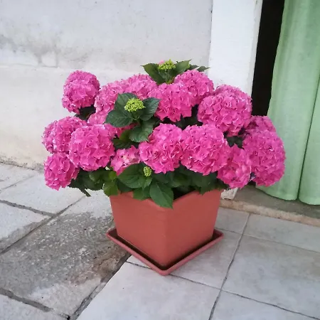 Belici Appartamento Brseč