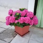 Belici Apartament Brseč